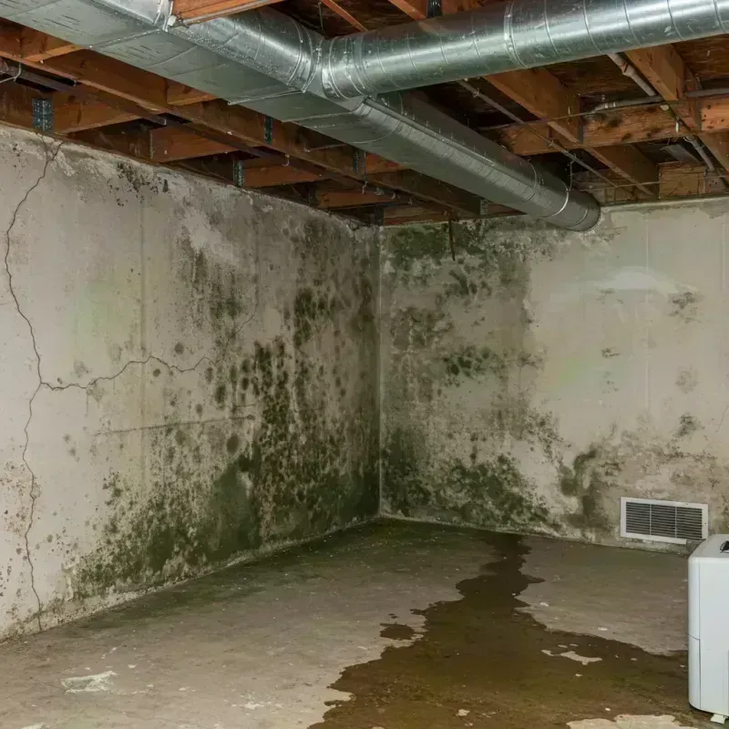 Professional Mold Removal in Parkville, MO